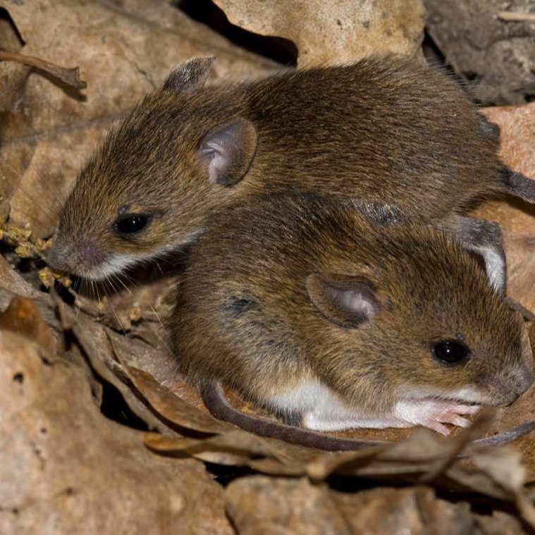 Уничтожения мышей в частном доме в Рудном?