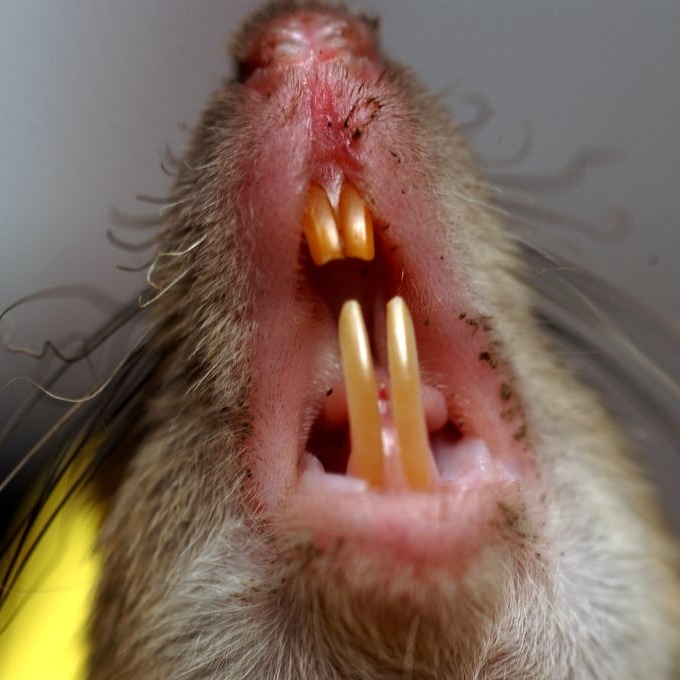 Дератизация крыс в Рудном?